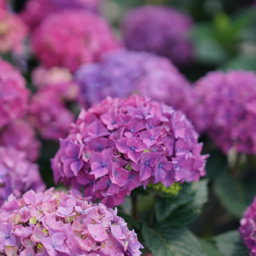 Let's Dance Lovable® Bigleaf Hydrangea - Image 2