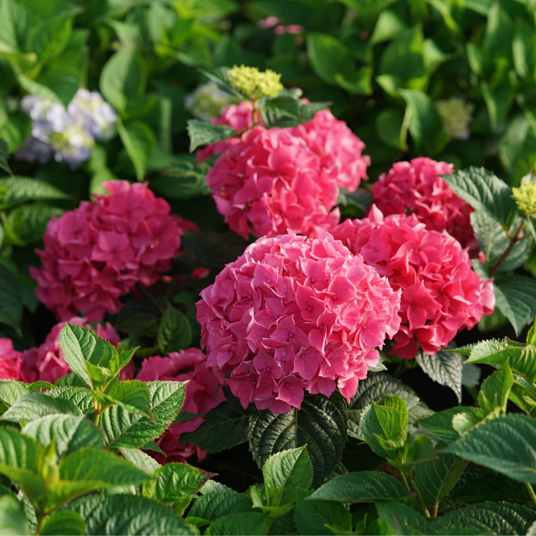 Let's Dance Lovable® Bigleaf Hydrangea - Image 3