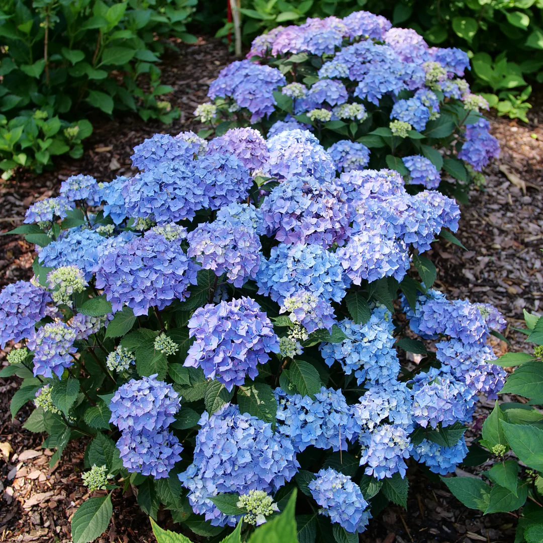 Let's Dance Lovable® Bigleaf Hydrangea - Image 5