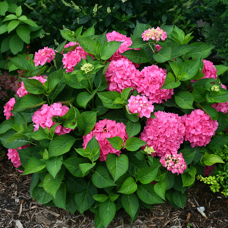 Let's Dance® Rave® Bigleaf Hydrangea - Image 3