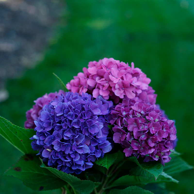 Let's Dance® Rave® Bigleaf Hydrangea - Image 4