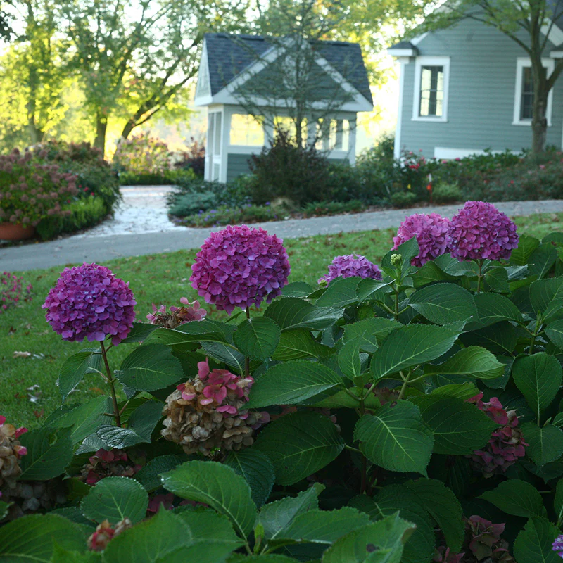 Let's Dance® Rave® Bigleaf Hydrangea - Image 5