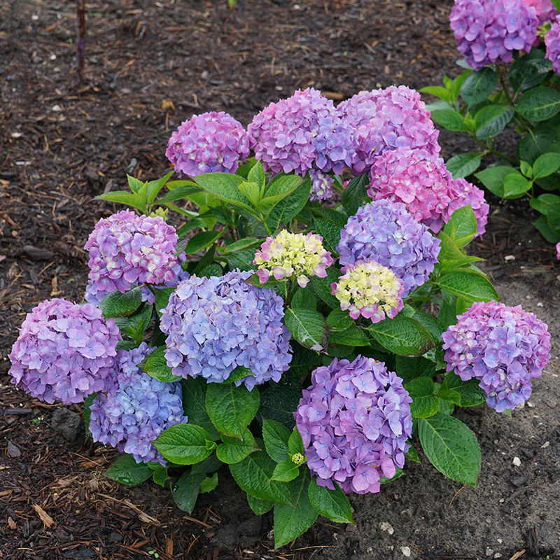 Let's Dance® Rave® Bigleaf Hydrangea - Image 6