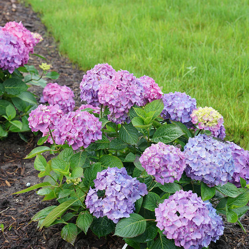 Let's Dance® Rave® Bigleaf Hydrangea - Image 7