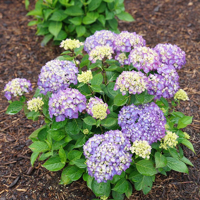Let's Dance® Rave® Bigleaf Hydrangea - Image 8