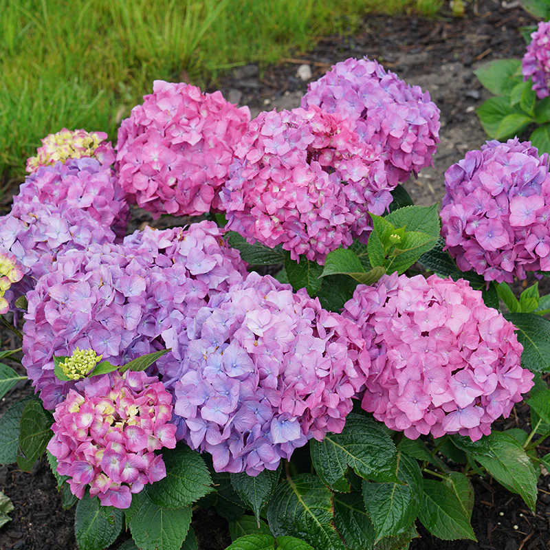 Let's Dance® Rave® Bigleaf Hydrangea - Image 9