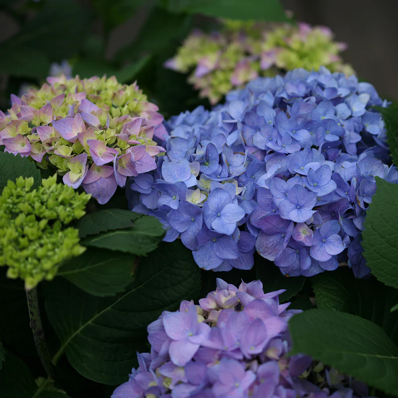Let's Dance® Rhythmic Blue® Bigleaf Hydrangea - Image 2