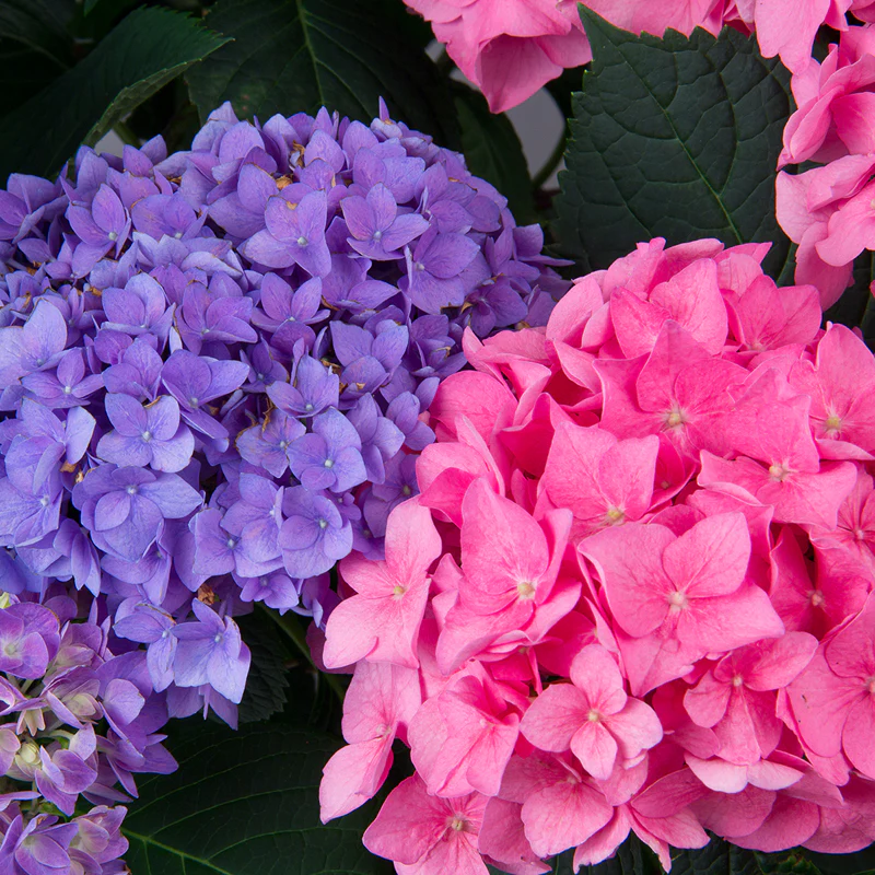 Let's Dance® Rhythmic Blue® Bigleaf Hydrangea - Image 3