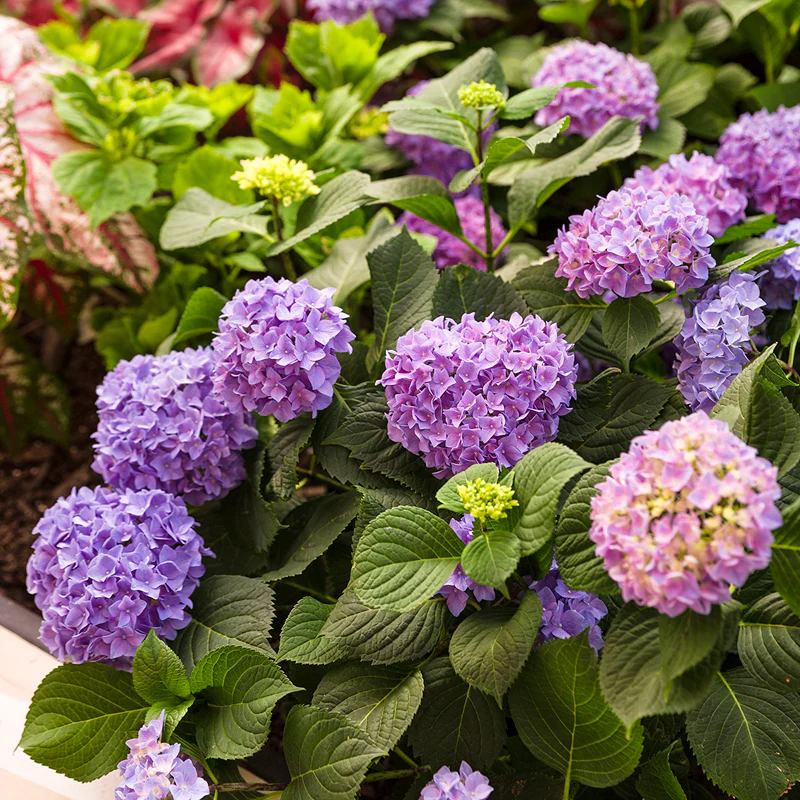 Let's Dance® Rhythmic Blue® Bigleaf Hydrangea - Image 4