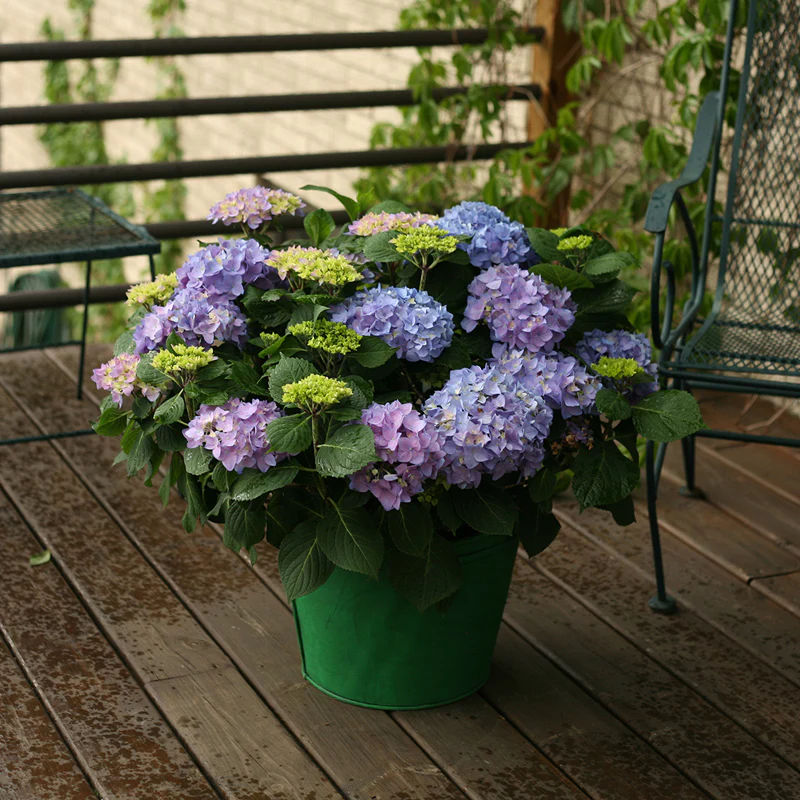 Let's Dance® Rhythmic Blue® Bigleaf Hydrangea - Image 5
