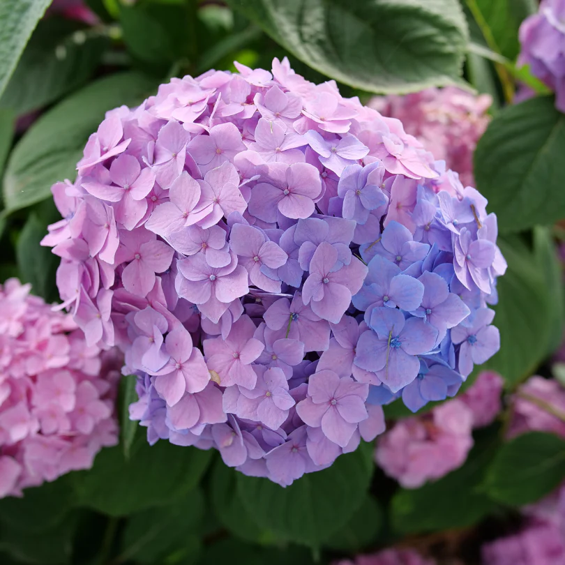 Let's Dance Sky View® Bigleaf Hydrangea - Image 2