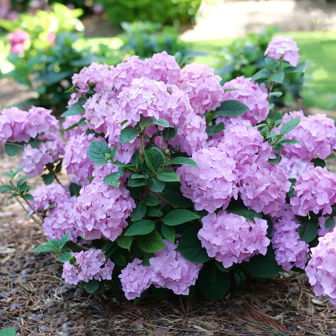 Let's Dance Sky View® Bigleaf Hydrangea - Image 4