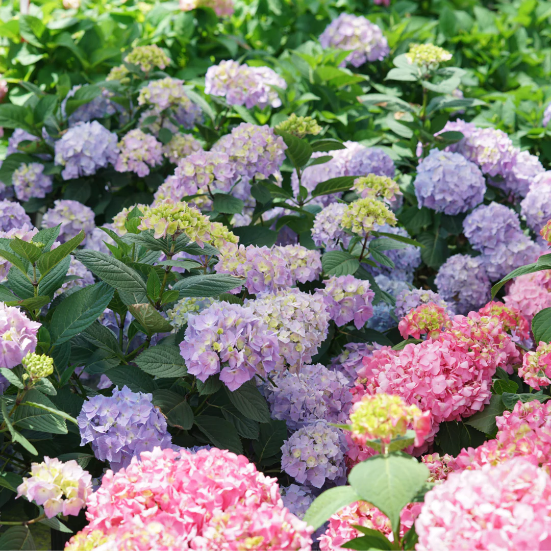 Let's Dance Sky View® Bigleaf Hydrangea - Image 5