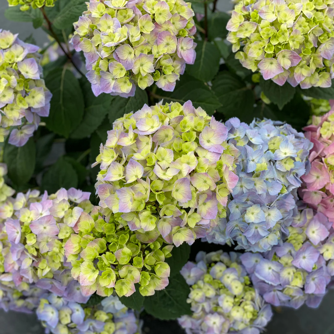Let's Dance Sky View® Bigleaf Hydrangea - Image 6