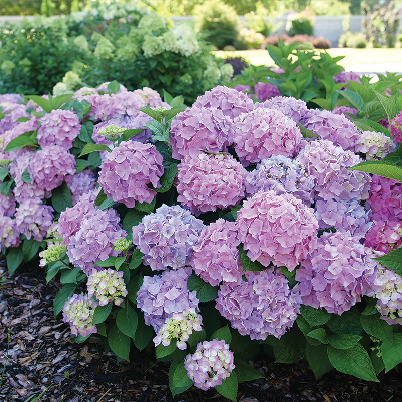 Let's Dance Sky View® Bigleaf Hydrangea - Image 7