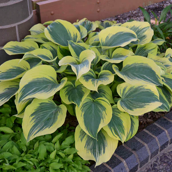 'Liberty' Hosta - Image 2
