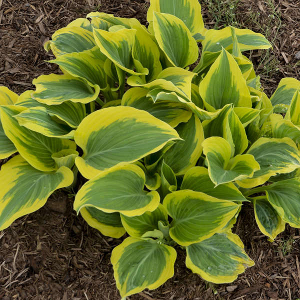 'Liberty' Hosta - Image 3