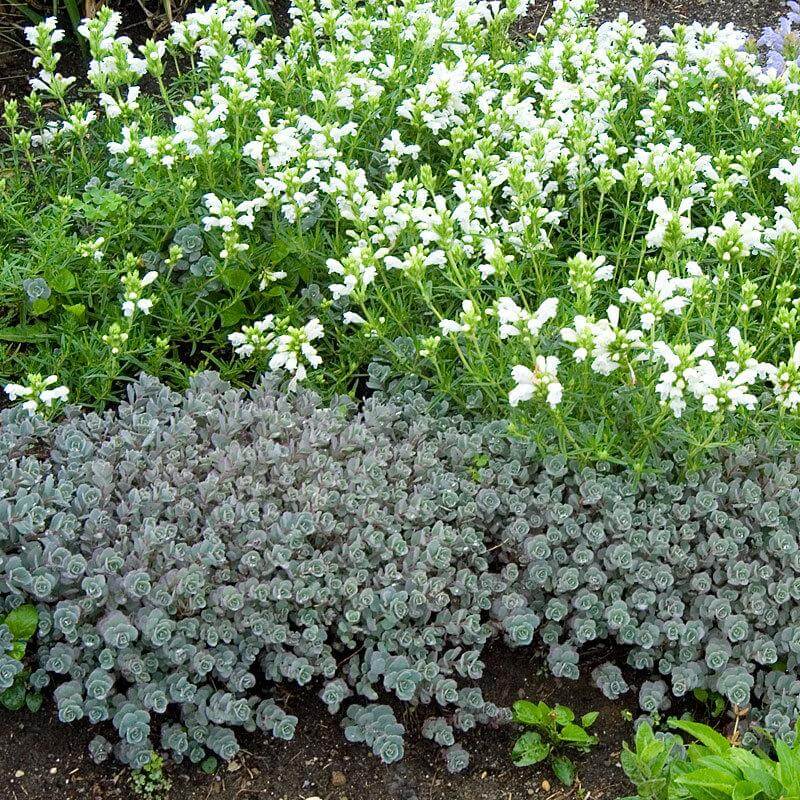 'Lidakense' Stonecrop (Sedum) - Image 5