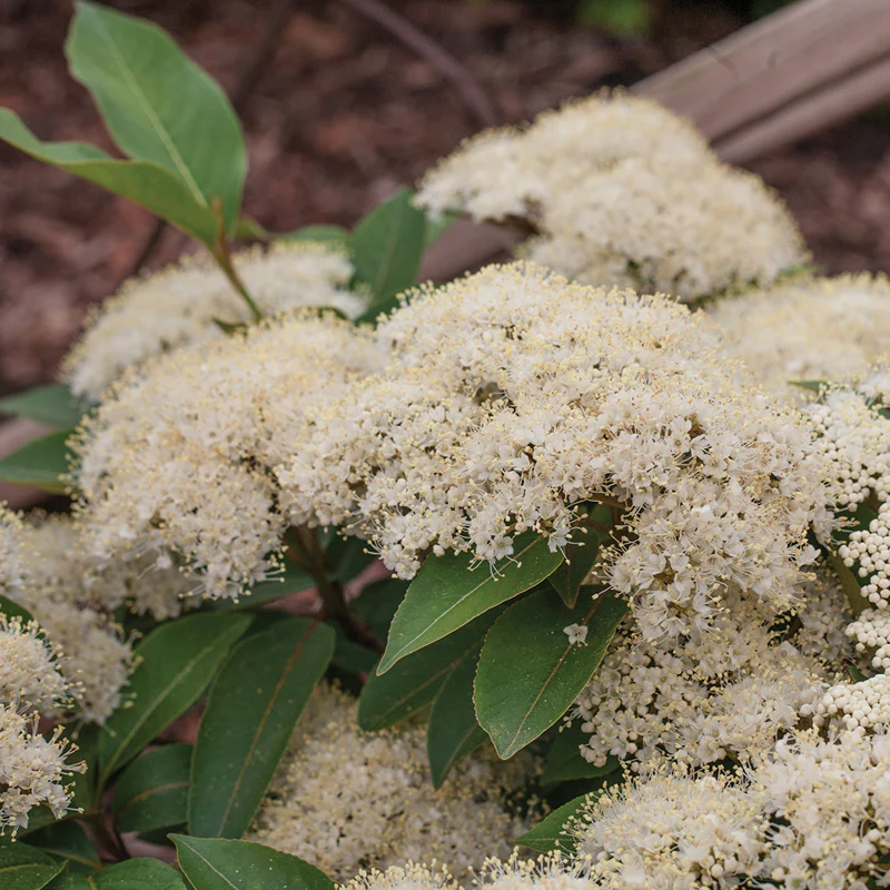 Lil Ditty® Dwarf Viburnum - Image 2