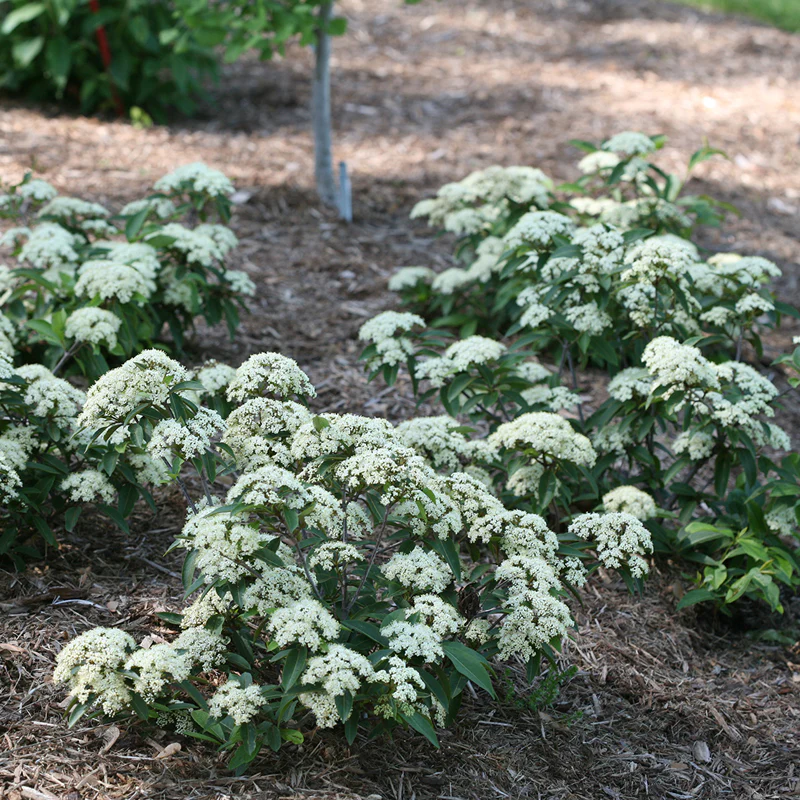 Lil Ditty® Dwarf Viburnum - Image 3