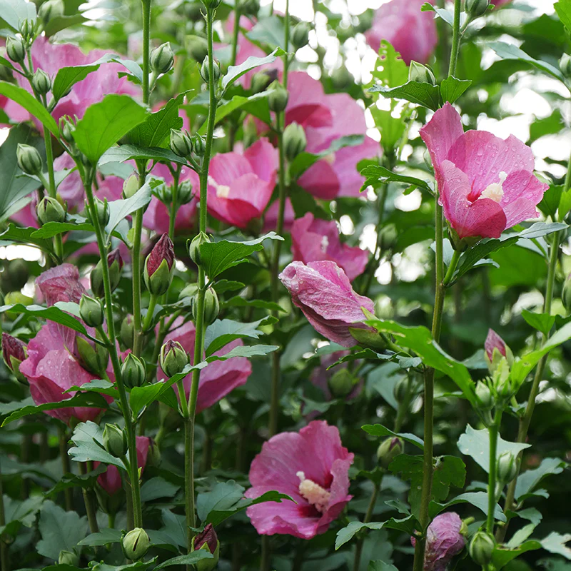 Lil' Kim® Red Rose of Sharon - Image 2