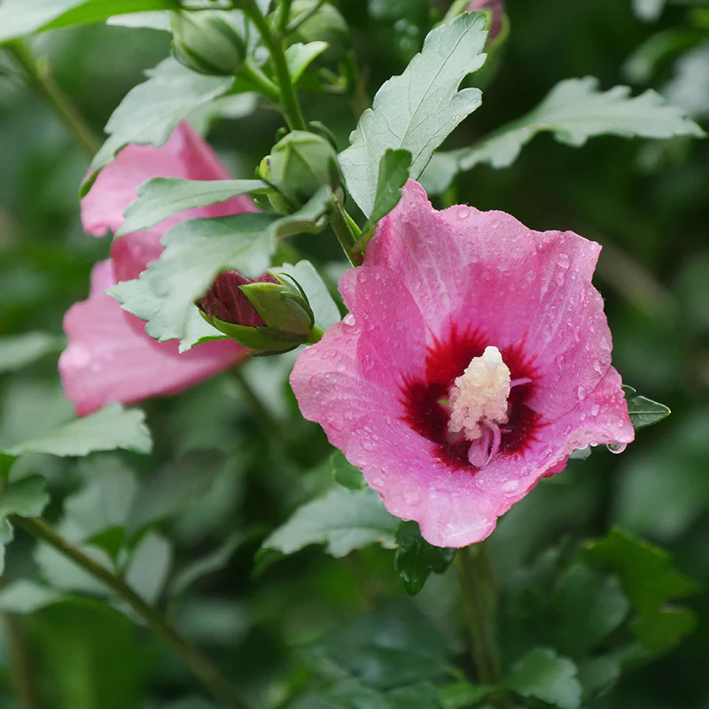 Lil' Kim® Red Rose of Sharon - Image 3