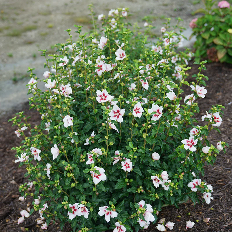 Lil' Kim® Rose of Sharon - Image 2