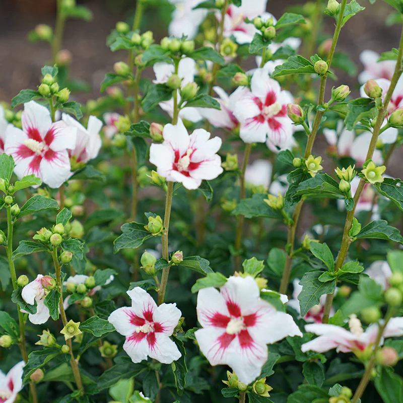 Lil' Kim® Rose of Sharon - Image 3