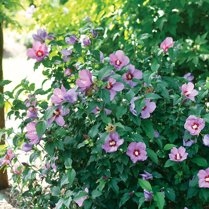 Lil' Kim® Violet Rose of Sharon - Image 2