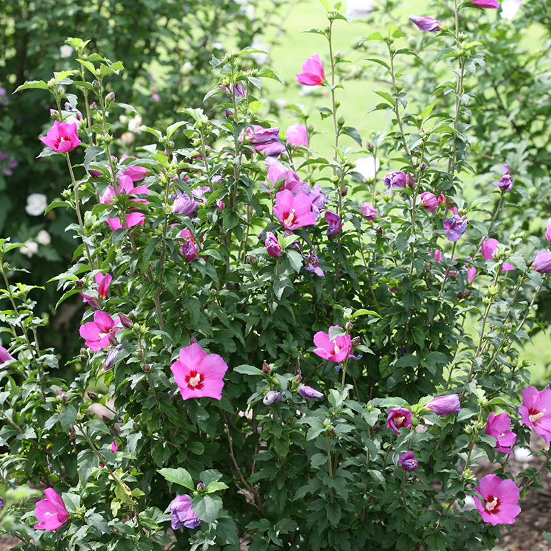 Lil' Kim® Violet Rose of Sharon - Image 3