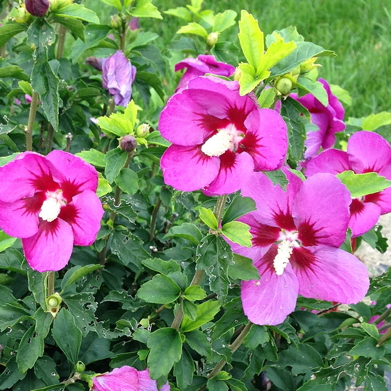 Lil' Kim® Violet Rose of Sharon - Image 4