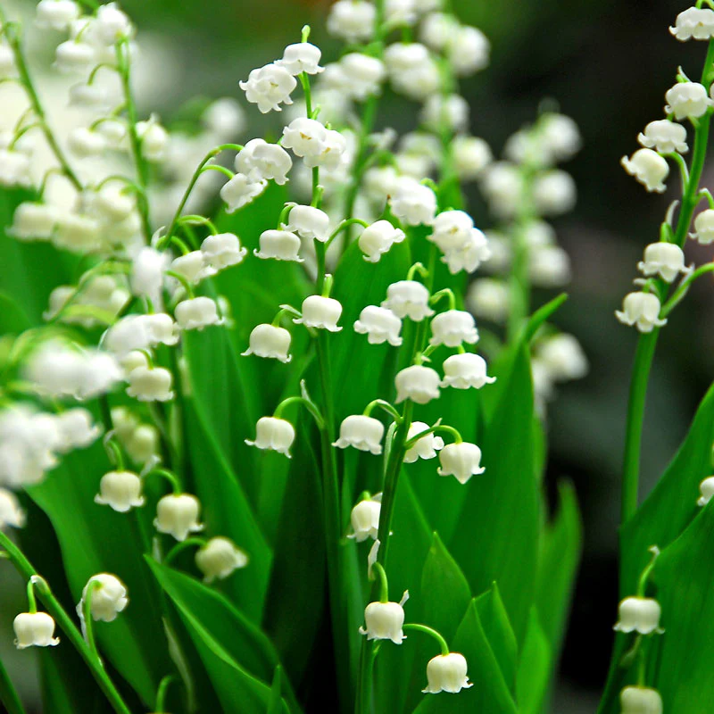 Lily of the Valley (Convallaria)