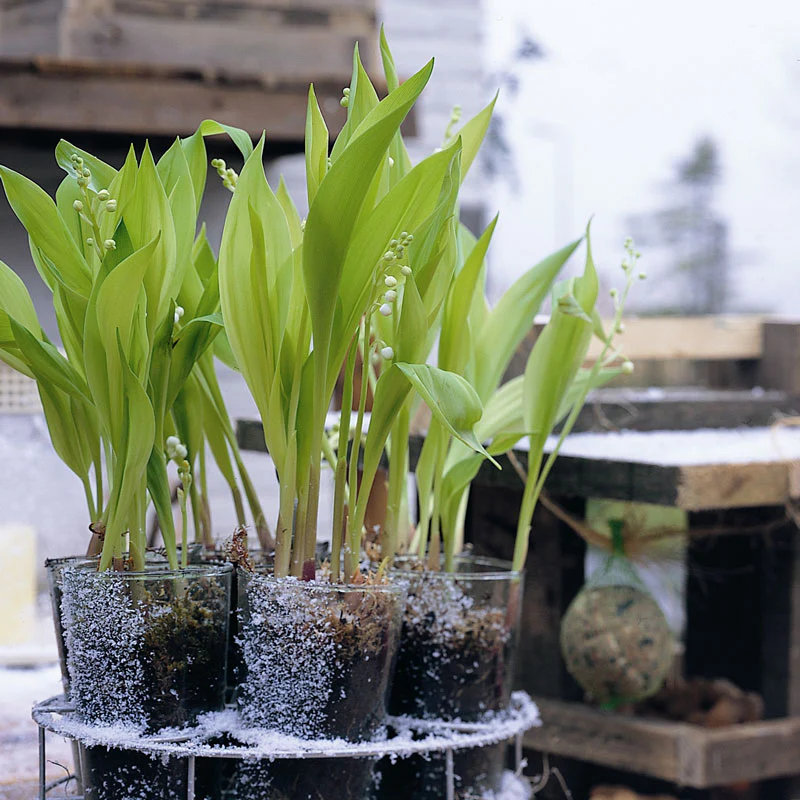 Lily of the Valley (Convallaria) - Image 2