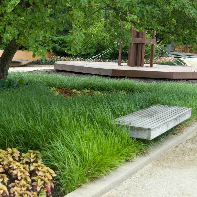 Lilyturf (Liriope) - Image 2
