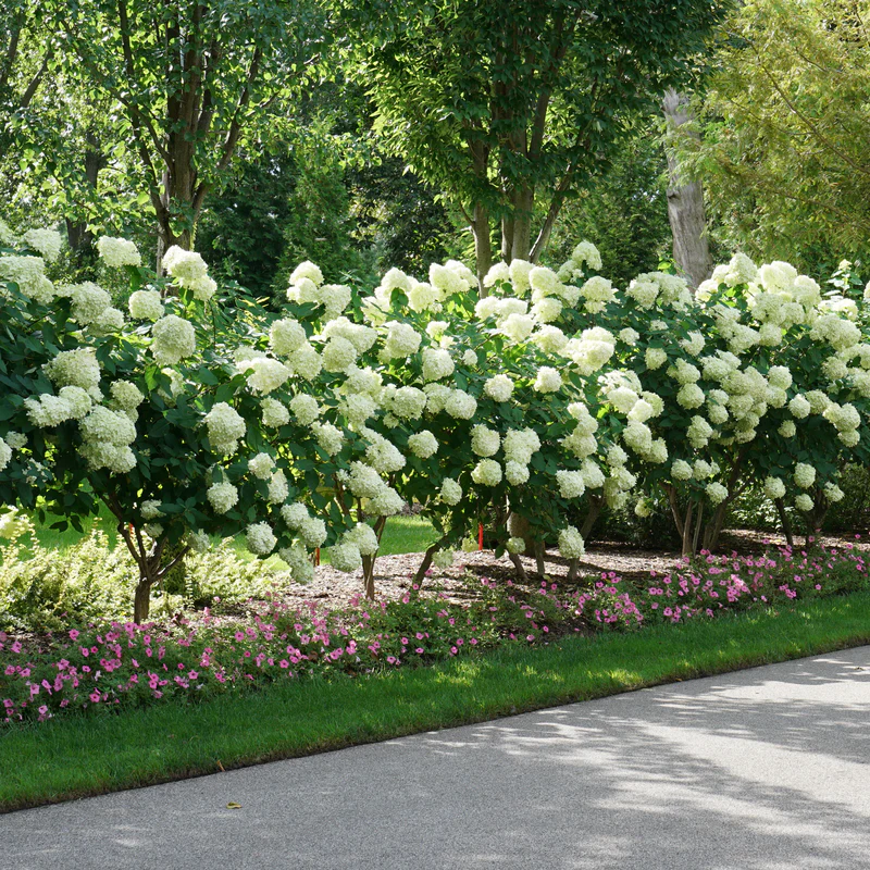 'Limelight' Panicle Hydrangea - Image 6