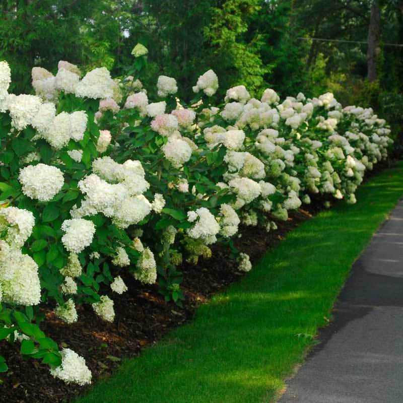 'Limelight' Panicle Hydrangea - Image 7