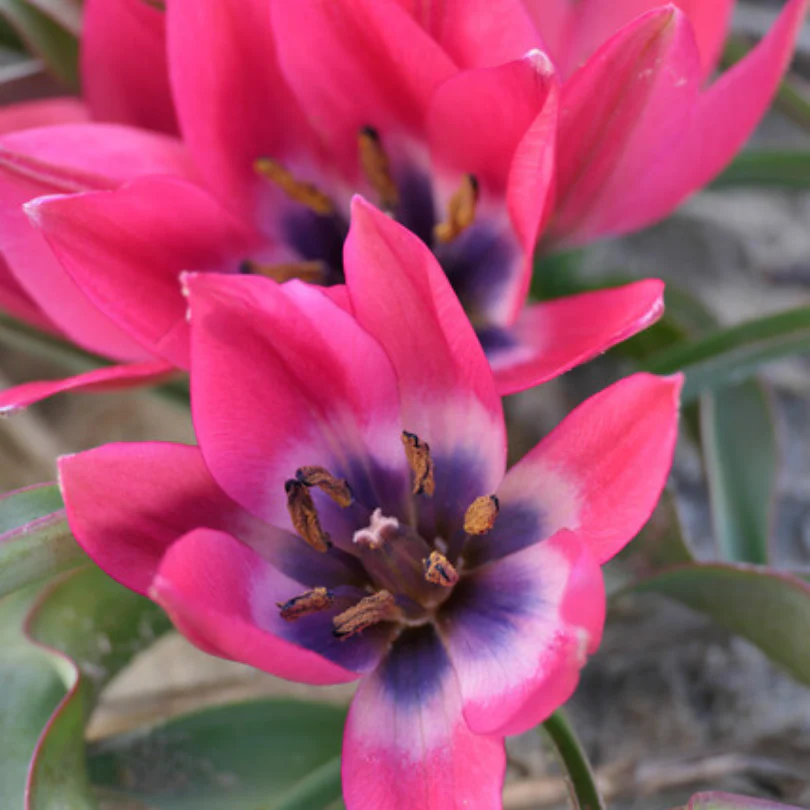 'Little Beauty' Dwarf Tulip - Image 2