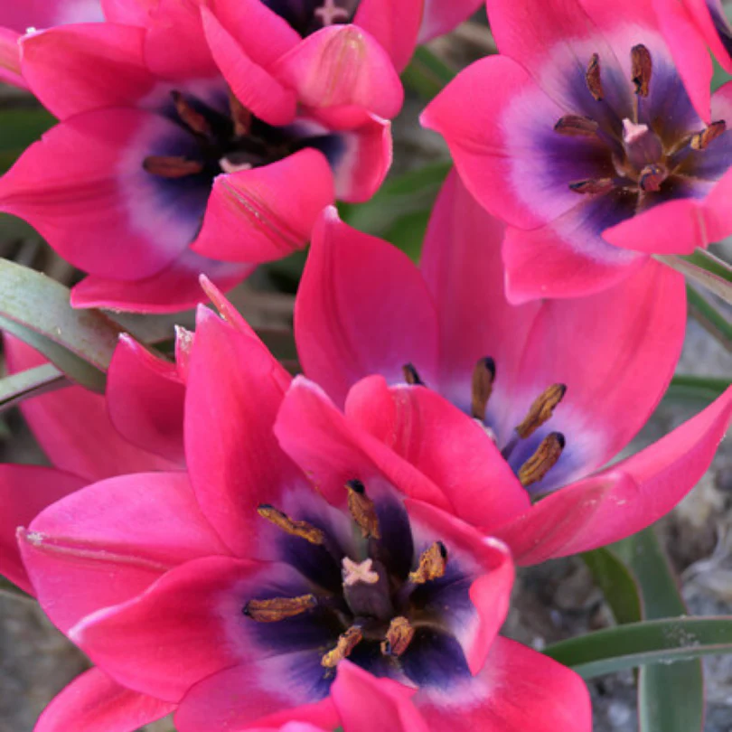 'Little Beauty' Dwarf Tulip - Image 3