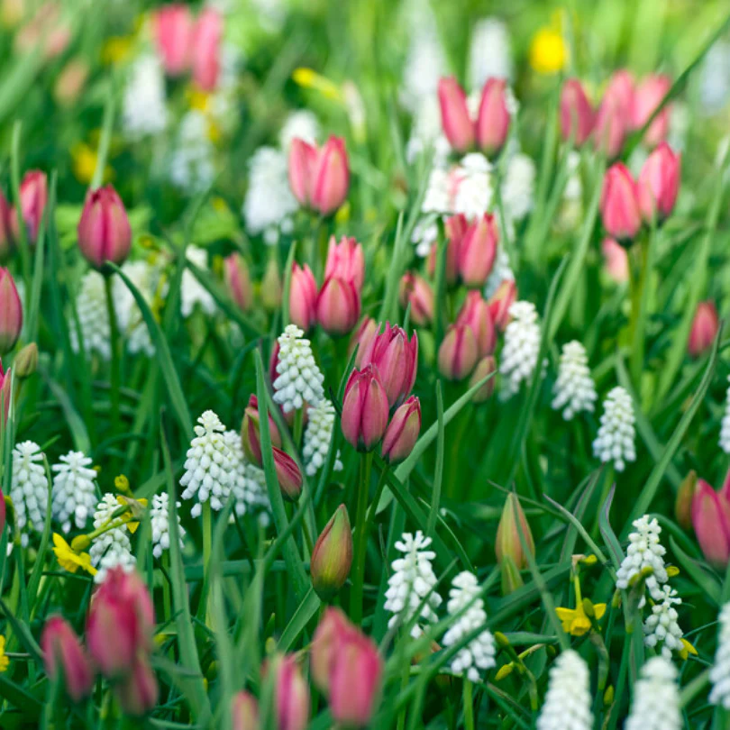 'Little Beauty' Dwarf Tulip - Image 4