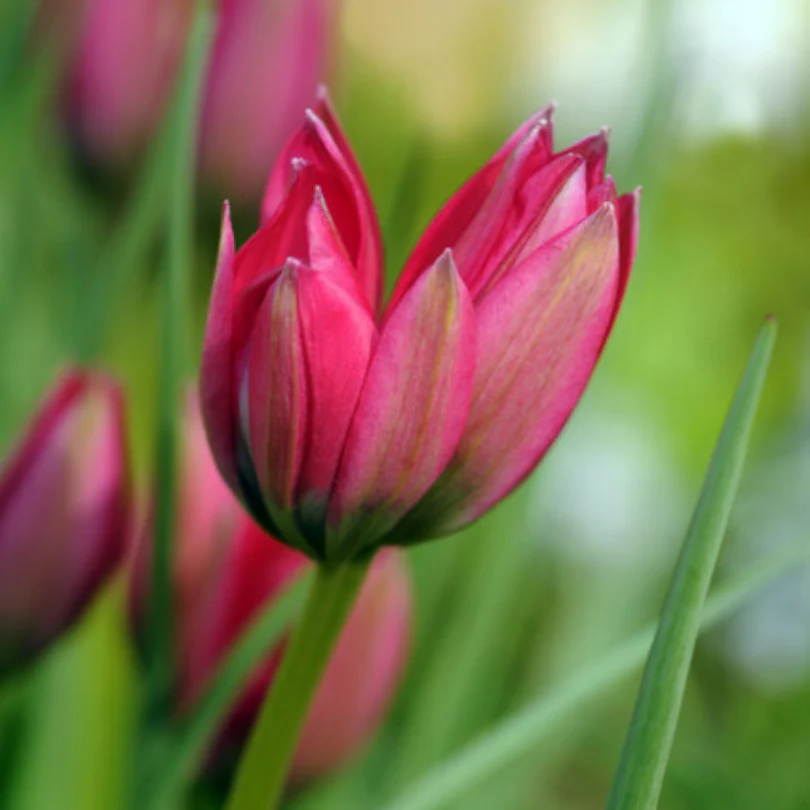 'Little Beauty' Dwarf Tulip - Image 5