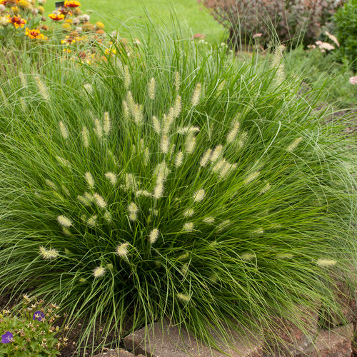 'Little Bunny' Fountain Grass (Pennisetum)