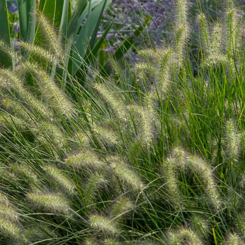 'Little Bunny' Fountain Grass (Pennisetum) - Image 2