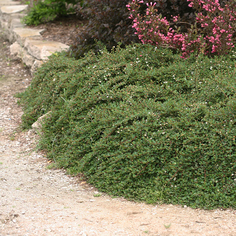 Little Dipper® Cotoneaster - Image 3