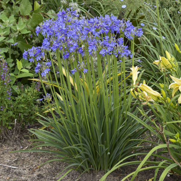 'Little Galaxy' Lily of the Nile (Agapanthus) - Image 3