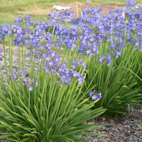 'Little Galaxy' Lily of the Nile (Agapanthus) - Image 4