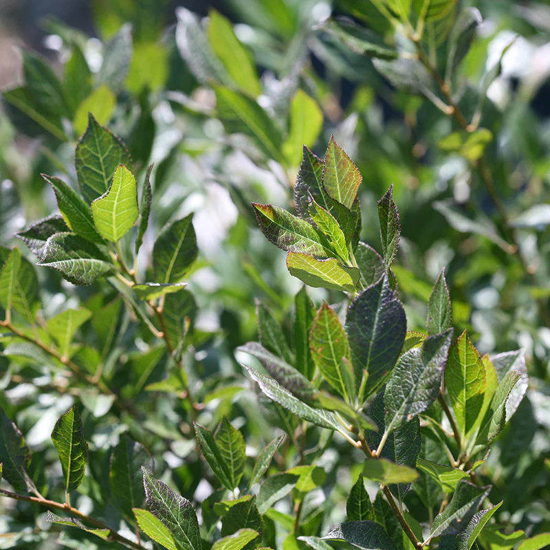 Little Goblin® Guy Winterberry Holly - Image 3