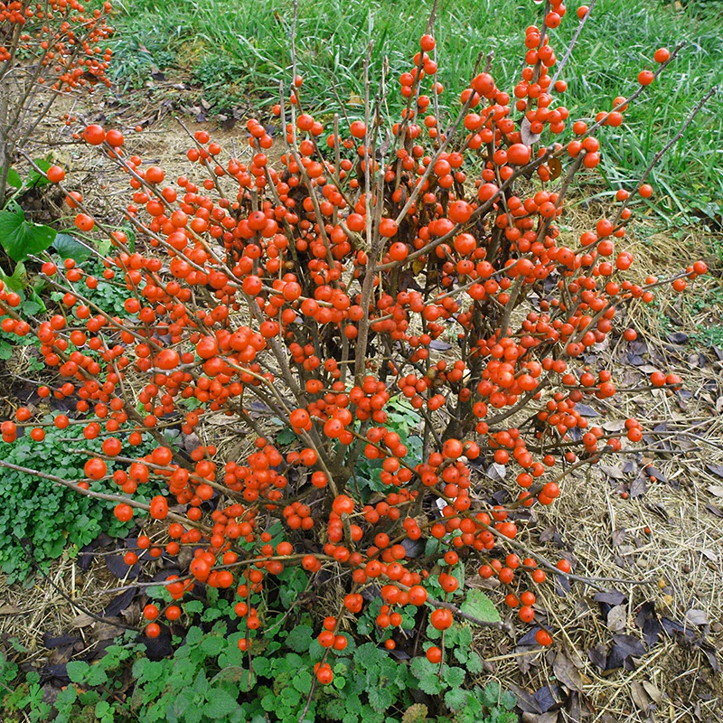 Little Goblin® Orange Winterberry Holly - Image 2