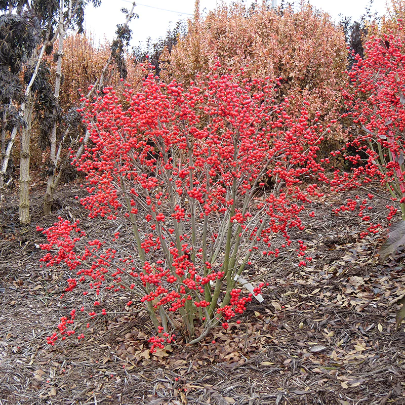Little Goblin® Red Winterberry Holly - Image 3