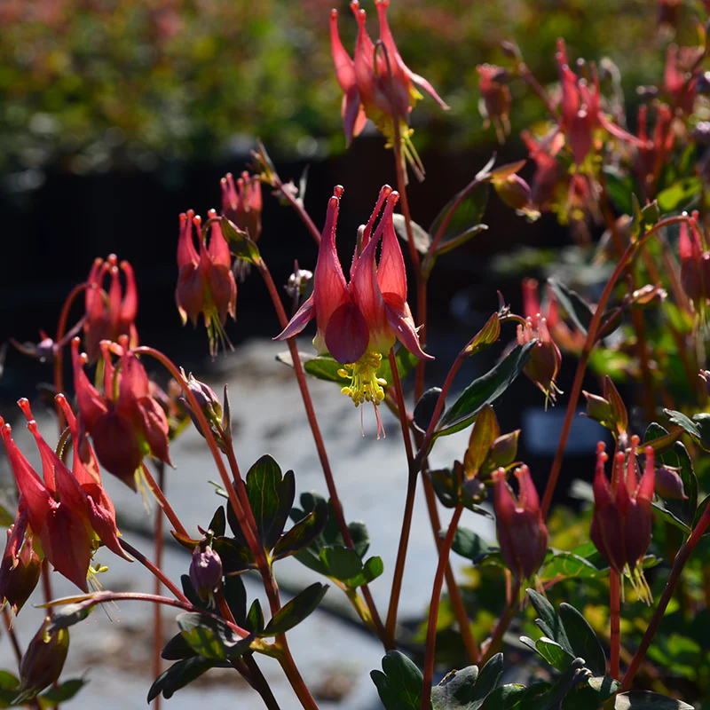 'Little Lanterns' Columbine (Aquilegia)