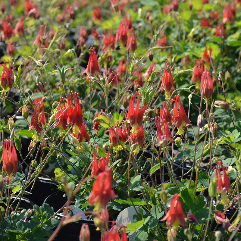 'Little Lanterns' Columbine (Aquilegia) - Image 2